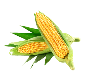 corn